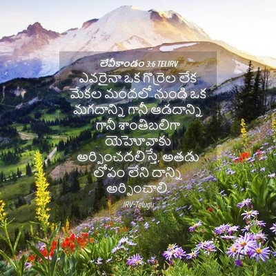 Picture 04 - లేవీకాండం 3:6 TELIRV - ఎవరైనా ఒక గొర్రెల - Bible Verse Picture