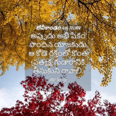 Picture 04 - లేవీకాండం 4:16 TELIRV - అప్పుడు అభిషేకం - Bible Verse Picture