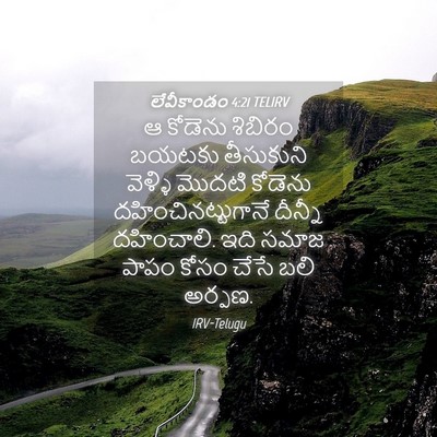 Picture 04 - లేవీకాండం 4:21 TELIRV - ఆ కోడెను శిబిరం - Bible Verse Picture
