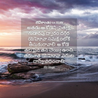 Picture 04 - లేవీకాండం 4:4 TELIRV - అతడు ఆ కోడెని - Bible Verse Picture