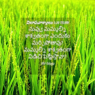 Picture 04 - విలాపవాక్యాలు 5:20 TELIRV - నువ్వు మమ్మల్ని - Bible Verse Picture