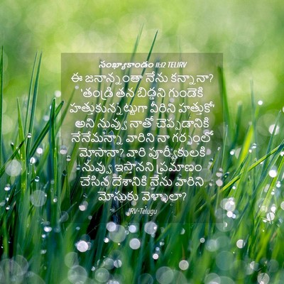 Picture 04 - సంఖ్యాకాండం 11:12 TELIRV - ఈ జనాన్నంతా నేను - Bible Verse Picture