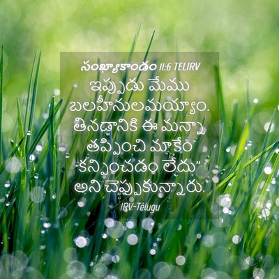 Picture 04 - సంఖ్యాకాండం 11:6 TELIRV - ఇప్పుడు మేము - Bible Verse Picture