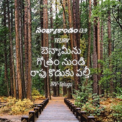 Picture 04 - సంఖ్యాకాండం 13:9 TELIRV - బెన్యామీను గోత్రం - Bible Verse Picture