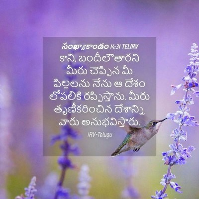 Picture 04 - సంఖ్యాకాండం 14:31 TELIRV - కాని, బందీలౌతారని - Bible Verse Picture