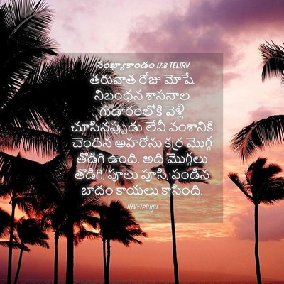 Picture 04 - సంఖ్యాకాండం 17:8 TELIRV - తరువాత రోజు మోషే - Bible Verse Picture