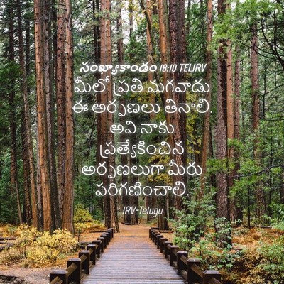 Picture 04 - సంఖ్యాకాండం 18:10 TELIRV - మీలో ప్రతి మగవాడు - Bible Verse Picture