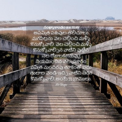 Picture 04 - సంఖ్యాకాండం 18:16 TELIRV - అపవిత్ర పశువుల - Bible Verse Picture