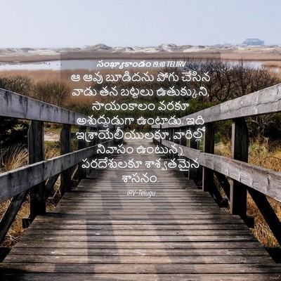 Picture 04 - సంఖ్యాకాండం 19:10 TELIRV - ఆ ఆవు బూడిదను పోగు - Bible Verse Picture