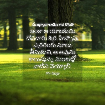 Picture 04 - సంఖ్యాకాండం 19:6 TELIRV - ఇంకా ఆ యాజకుడు - Bible Verse Picture