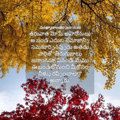 Picture 04 - సంఖ్యాకాండం 20:10 TELIRV - తరువాత మోషే - Bible Verse Picture
