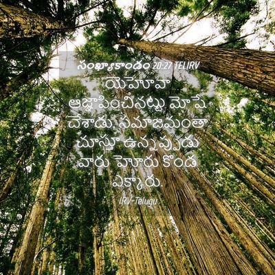 Picture 04 - సంఖ్యాకాండం 20:27 TELIRV - యెహోవా - Bible Verse Picture