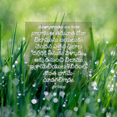 Picture 04 - సంఖ్యాకాండం 22:41 TELIRV - బాలాకు ఆ తరువాత - Bible Verse Picture