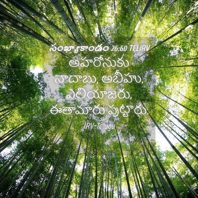 Picture 04 - సంఖ్యాకాండం 26:60 TELIRV - అహరోనుకు నాదాబు, - Bible Verse Picture