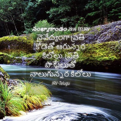 Picture 04 - సంఖ్యాకాండం 29:14 TELIRV - నైవేద్యంగా ప్రతి - Bible Verse Picture
