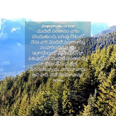 Picture 04 - సంఖ్యాకాండం 3:13 TELIRV - మొదటి సంతానం నాకు - Bible Verse Picture