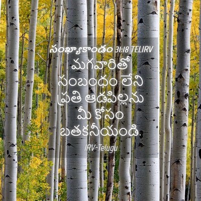 Picture 04 - సంఖ్యాకాండం 31:18 TELIRV - మగవారితో సంబంధం - Bible Verse Picture