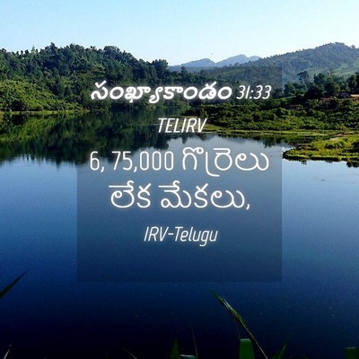 Picture 04 - సంఖ్యాకాండం 31:33 TELIRV - 6, 75,000 గొర్రెలు లేక - Bible Verse Picture