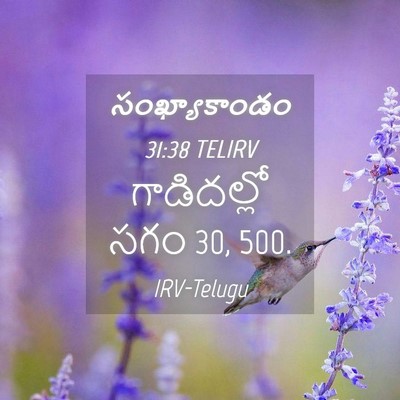 Picture 04 - సంఖ్యాకాండం 31:38 TELIRV - గాడిదల్లో సగం 30, - Bible Verse Picture