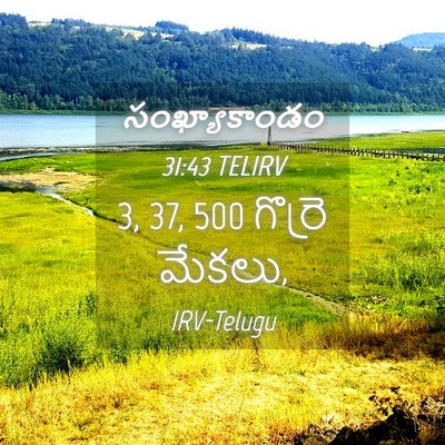 Picture 04 - సంఖ్యాకాండం 31:43 TELIRV - 3, 37, 500 గొర్రె - Bible Verse Picture