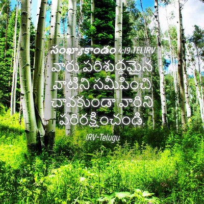 Picture 04 - సంఖ్యాకాండం 4:19 TELIRV - వారు పరిశుద్ధమైన - Bible Verse Picture