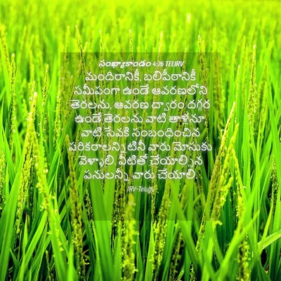 Picture 04 - సంఖ్యాకాండం 4:26 TELIRV - మందిరానికీ, - Bible Verse Picture