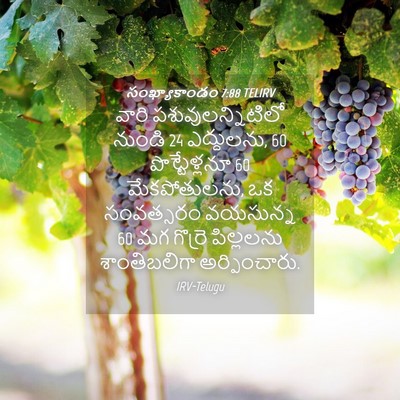 Picture 04 - సంఖ్యాకాండం 7:88 TELIRV - వారి - Bible Verse Picture