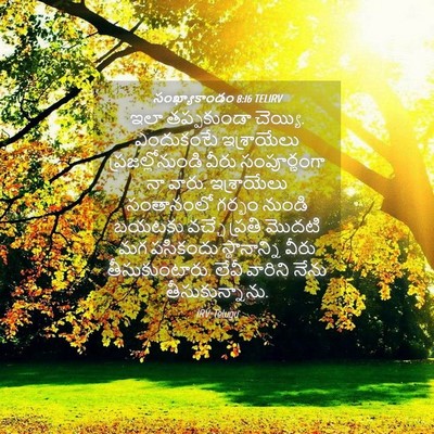 Picture 04 - సంఖ్యాకాండం 8:16 TELIRV - ఇలా తప్పకుండా - Bible Verse Picture