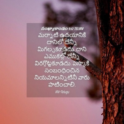 Picture 04 - సంఖ్యాకాండం 9:12 TELIRV - మర్నాటి ఉదయానికి - Bible Verse Picture