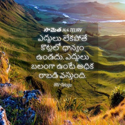 Picture 04 - సామెత 14:4 TELIRV - ఎద్దులు లేకపోతే - Bible Verse Picture