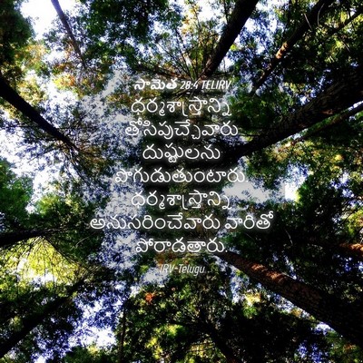 Picture 04 - సామెత 28:4 TELIRV - ధర్మశాస్త్రాన్ని - Bible Verse Picture