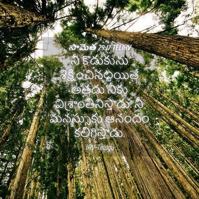 Picture 04 - సామెత 29:17 TELIRV - నీ కొడుకును - Bible Verse Picture