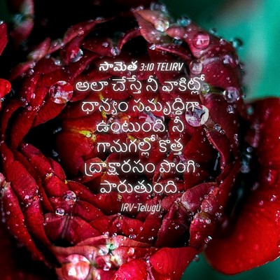 Picture 04 - సామెత 3:10 TELIRV - అలా చేస్తే నీ - Bible Verse Picture