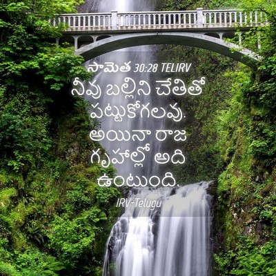 Picture 04 - సామెత 30:28 TELIRV - నీవు బల్లిని - Bible Verse Picture