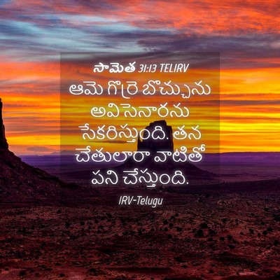 Picture 04 - సామెత 31:13 TELIRV - ఆమె గొర్రె - Bible Verse Picture