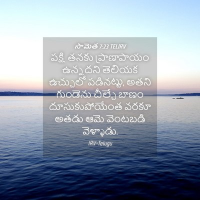 Picture 04 - సామెత 7:23 TELIRV - పక్షి తనకు - Bible Verse Picture