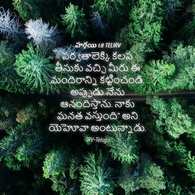 Picture 04 - హగ్గయి 1:8 TELIRV - పర్వతాలెక్కి కలప - Bible Verse Picture