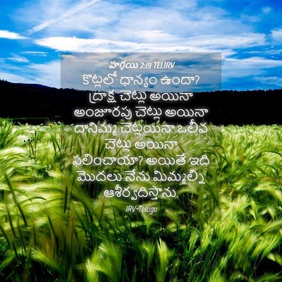 Picture 04 - హగ్గయి 2:19 TELIRV - కొట్లలో ధాన్యం - Bible Verse Picture