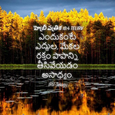 Picture 04 - హెబ్రీ పత్రిక 10:4 TELIRV - ఎందుకంటే ఎద్దుల, - Bible Verse Picture