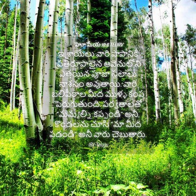 Picture 04 - హోషేయ 10:8 TELIRV - ఇశ్రాయేలు వారి - Bible Verse Picture