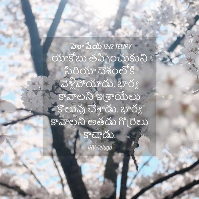 Picture 04 - హోషేయ 12:12 TELIRV - యాకోబు - Bible Verse Picture