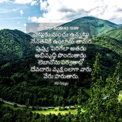 Picture 04 - హోషేయ 14:5 TELIRV - చెట్టుకు మంచు - Bible Verse Picture