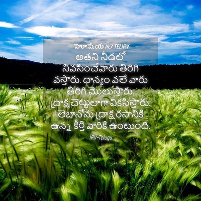 Picture 04 - హోషేయ 14:7 TELIRV - అతని నీడలో - Bible Verse Picture