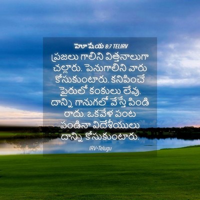 Picture 04 - హోషేయ 8:7 TELIRV - ప్రజలు గాలిని - Bible Verse Picture