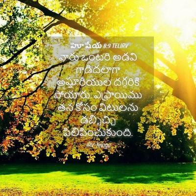 Picture 04 - హోషేయ 8:9 TELIRV - వారు ఒంటరి అడవి - Bible Verse Picture