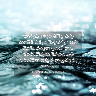 Picture 05 - 1 కొరింథీయులకు 9:9 TELIRV - “ధాన్యపు కళ్ళం - Bible Verse Picture