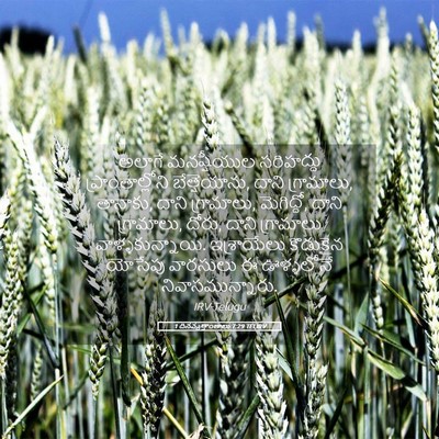 Picture 05 - 1 దినవృత్తాంతాలు 7:29 TELIRV - అలాగే మనష్షీయుల - Bible Verse Picture