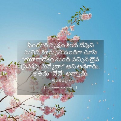Picture 05 - 1 రాజులు 13:14 TELIRV - సింధూర వృక్షం - Bible Verse Picture