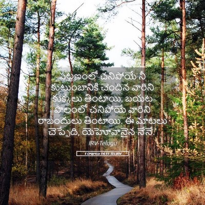 Picture 05 - 1 రాజులు 14:11 TELIRV - పట్టణంలో చనిపోయే - Bible Verse Picture