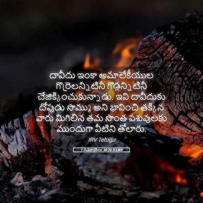 Picture 05 - 1 సమూయేలు 30:20 TELIRV - దావీదు ఇంకా - Bible Verse Picture